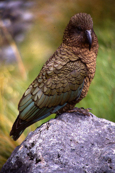 vogel