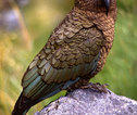vogel