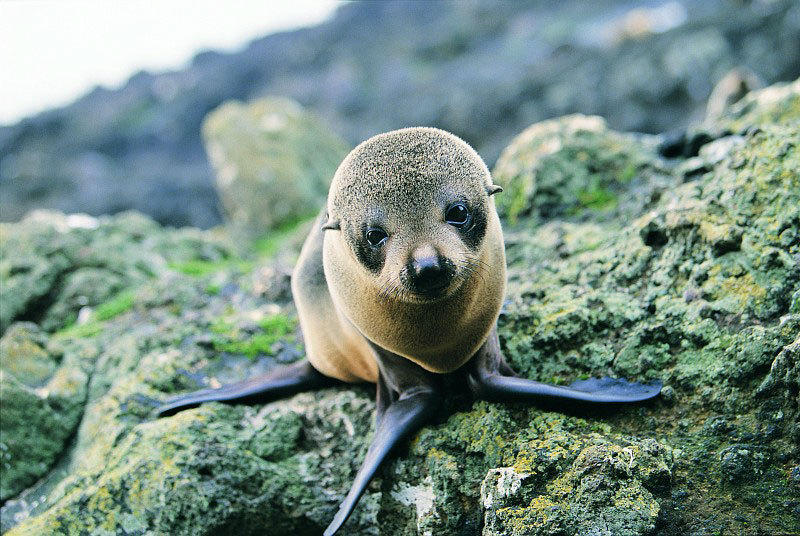 Zeehond