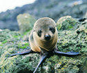 Zeehond