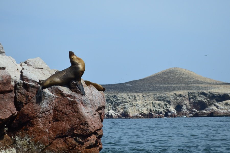 Groepsreis Peru Islas Ballestas