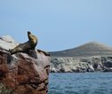 Groepsreis Peru Islas Ballestas