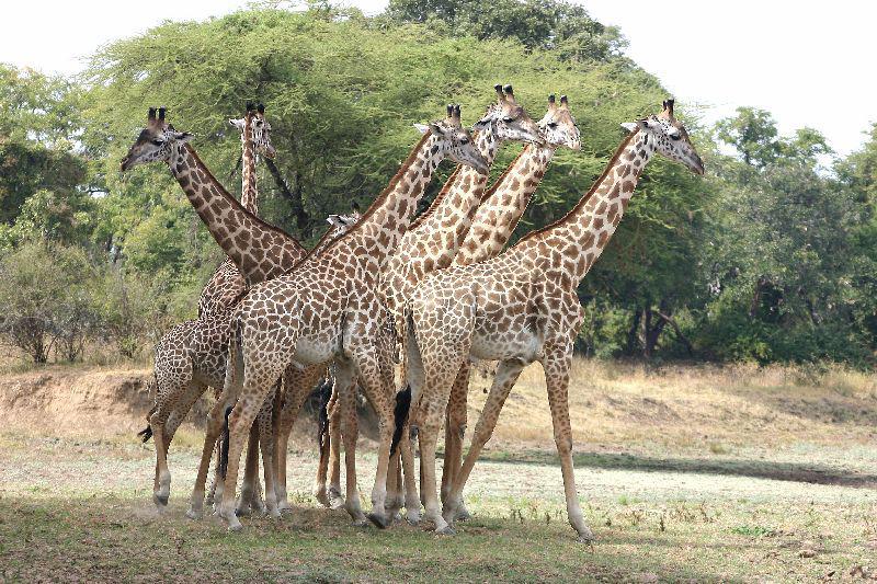 Giraffes