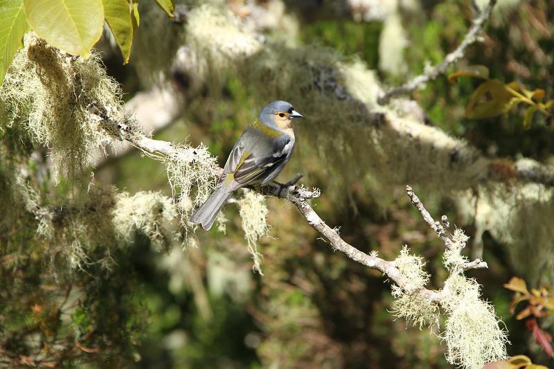 Fauna portugal