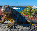 Rondreis Ecuador en Galapagos zeeleguaan