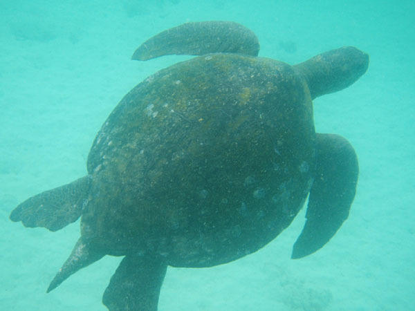Rondreis Ecuador en Galapagos zeeschildpad