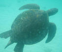 Rondreis Ecuador en Galapagos zeeschildpad