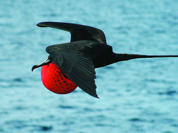 Rondreis Ecuador en Galapagos roodborstje