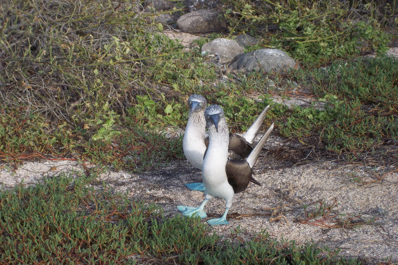 Rondreis Ecuador en Galapagos blauwvoetgent