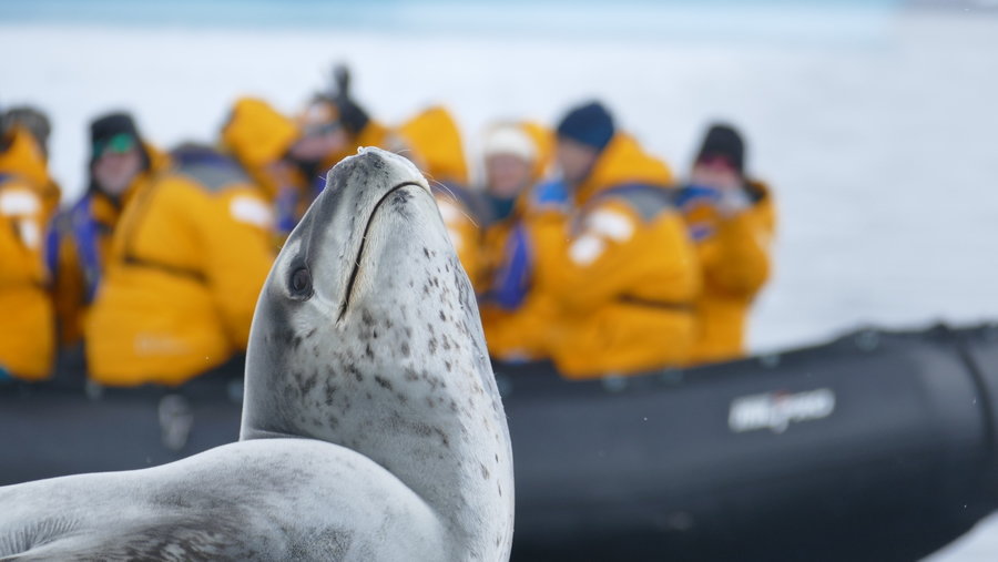 Antarctica, zeehond