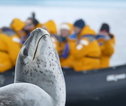Antarctica, zeehond