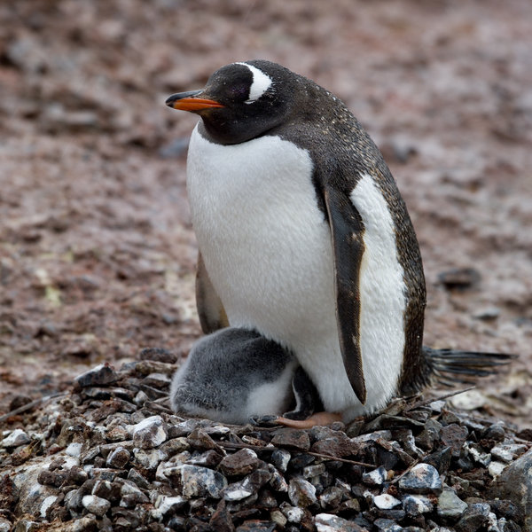 Pinguïns Antarctica
