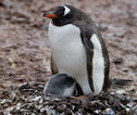 Pinguïns Antarctica