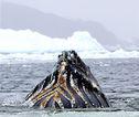 Bultrug Antarctica