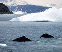 Bultrug Antarctica
