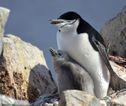 Kinband pinguin Antarctica