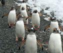 Gentoo pinguins Antarctica