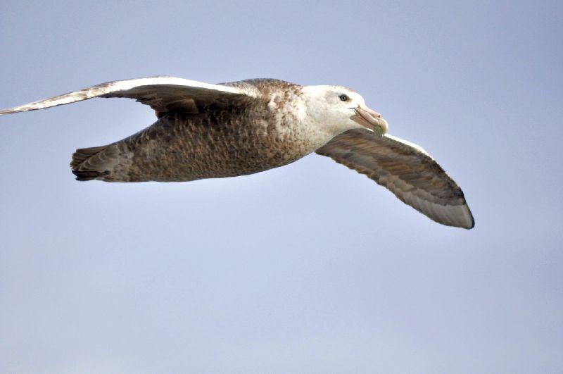 Albatros Antarctica
