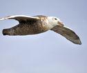 Albatros Antarctica
