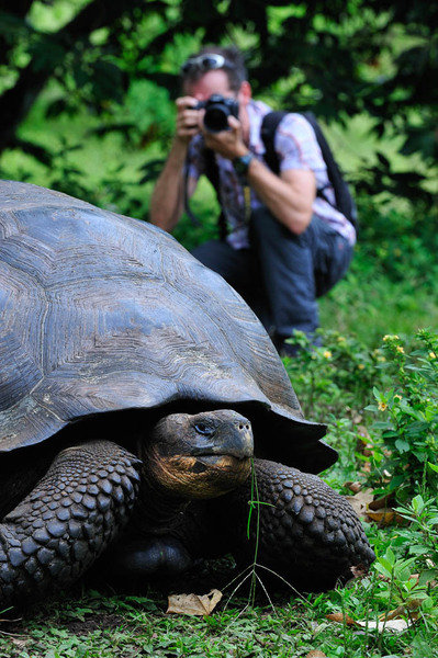 Rondreis Ecuador en Galapagos schildpad