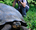 Rondreis Ecuador en Galapagos schildpad