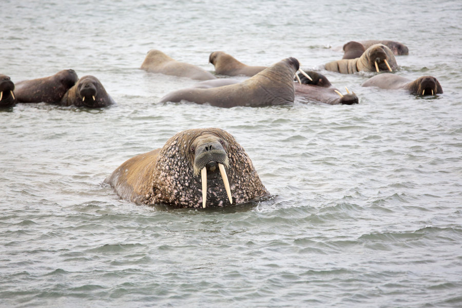 walrussen