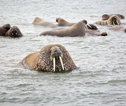 walrussen