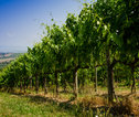wijngaard toscane