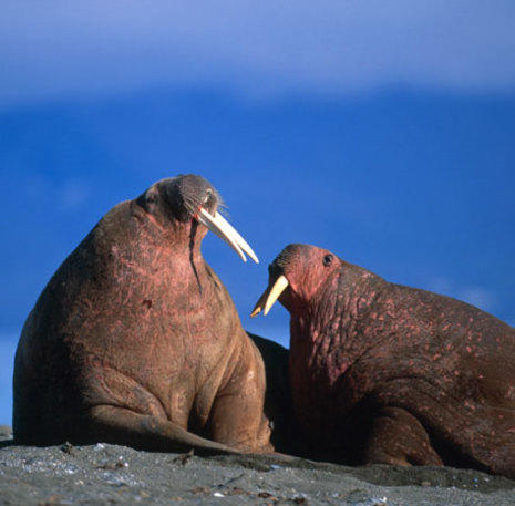 Wildlife Spitsbergen