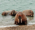 Wildlife Spitsbergen