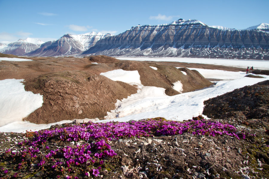 Natuur Spitsbergen