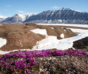Natuur Spitsbergen