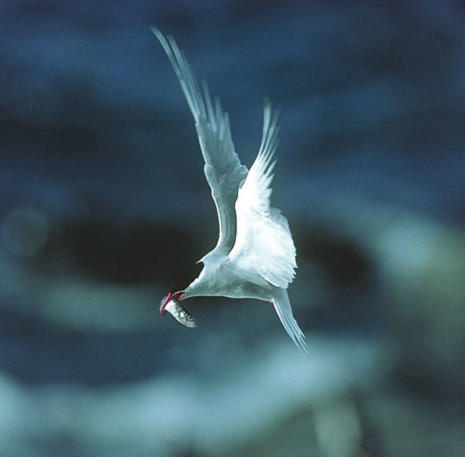 Vogel Spitsbergen