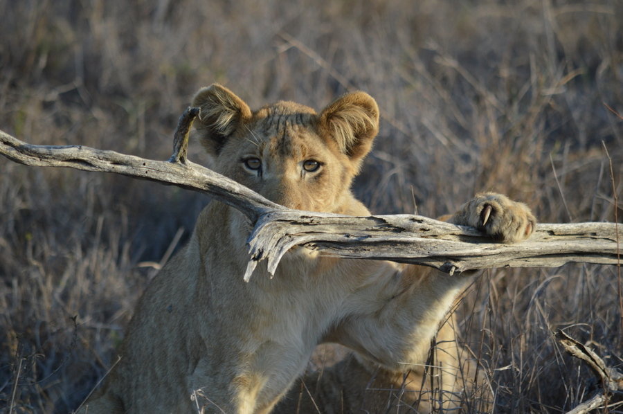 Safari