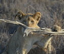 Safari