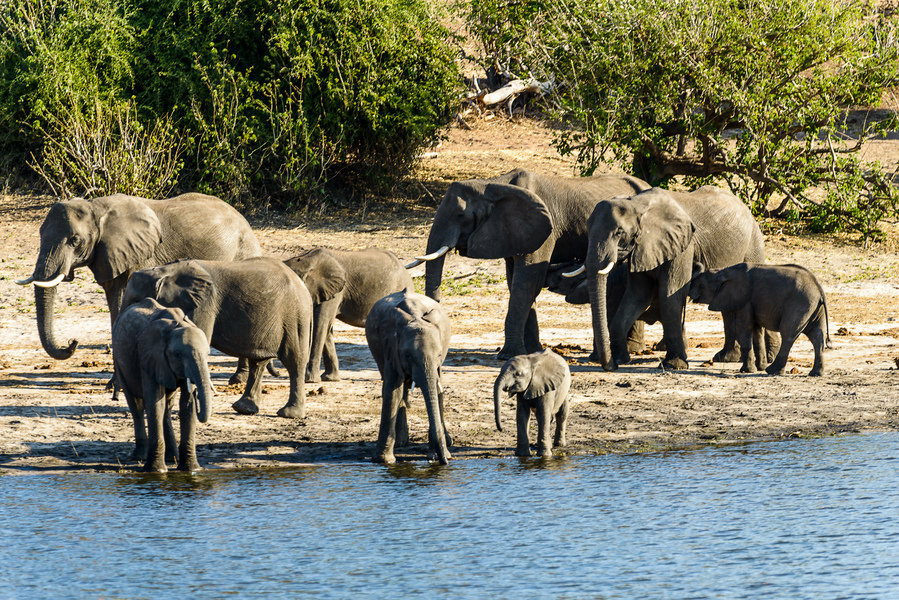 Olifanten in Chobe NP