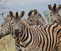 Zebra's