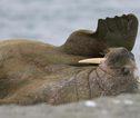 Walrus Groenland