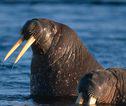 Walrus Groenland