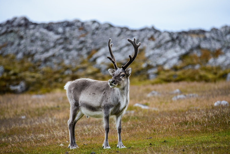 Spitsbergen Reindeer
