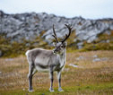 Spitsbergen Reindeer