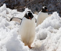 Pinguïns in de sneeuw