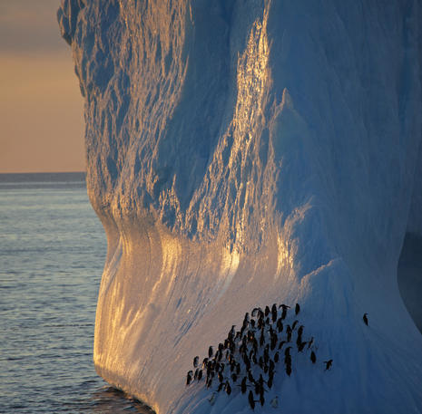 Pinguïns on ice