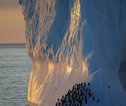 Pinguïns on ice