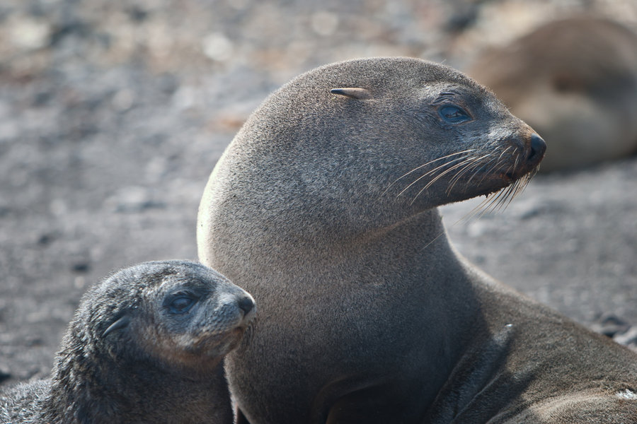 Seals