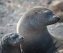 Seals