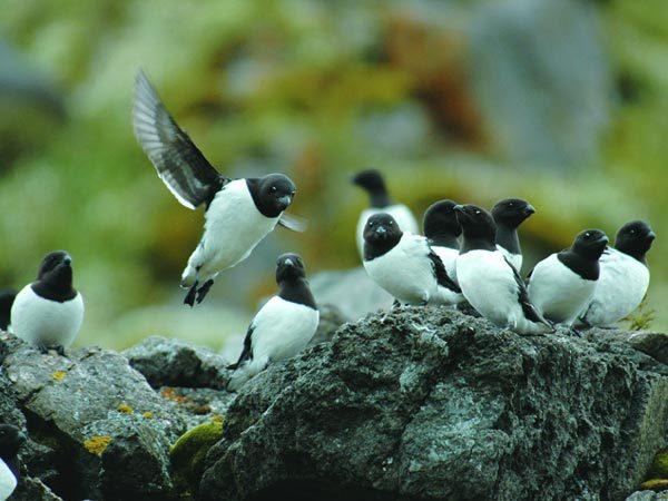 Vogels Groenland