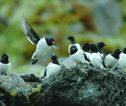 Vogels Groenland