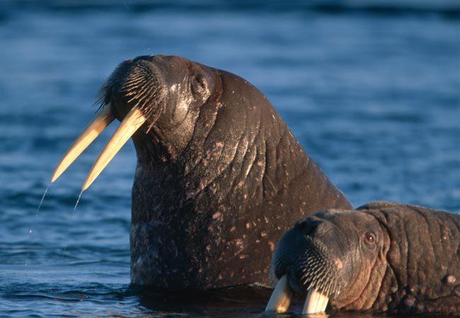 Walrus Groenland