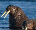 Walrus Groenland